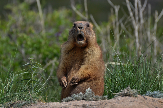 Gallery of the Most Cringeworthy Porcupine Accidents - Wide Open Spaces