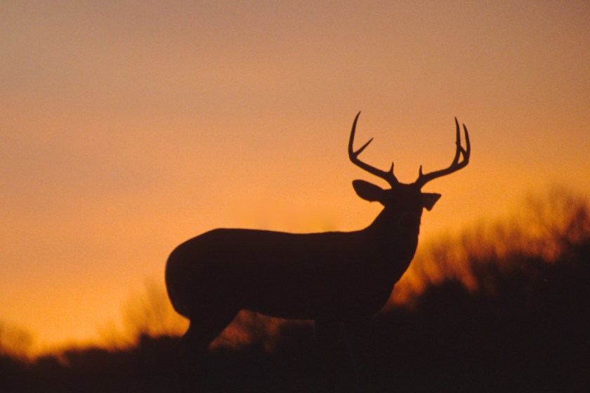 Deer Feeding Times, Figuring Out Whitetail Eating Habits