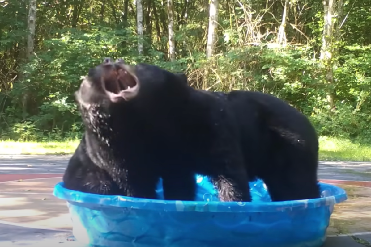 Watch Two Bears Fight Over Kiddie Pool in Viral Video