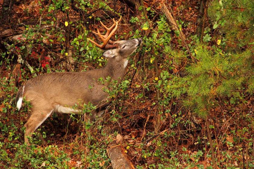 Whitetail Hunting Preparations to Complete Before the Season