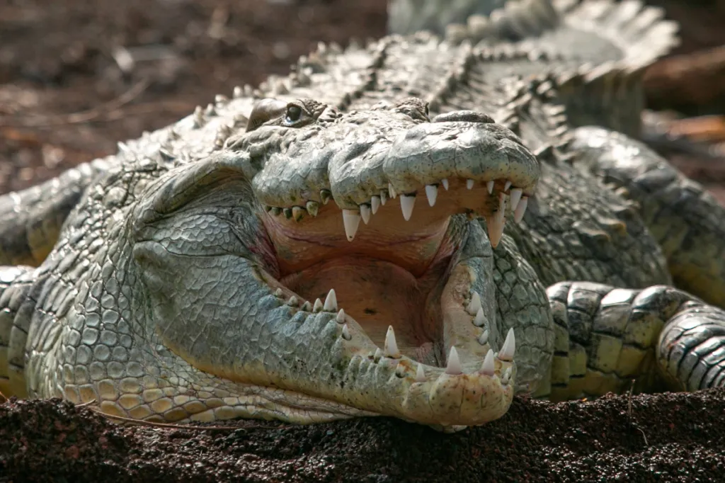 Gustave the Man-Eating 20-Foot Croc Allegedly Killed Hundreds