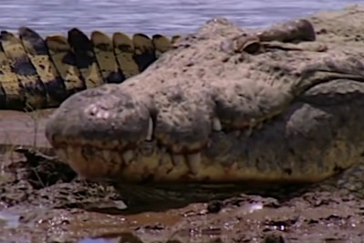 Gustave the Man-Eating 20-Foot Croc Allegedly Killed Hundreds