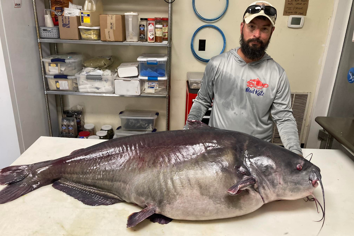 Virginia Bow Angler Lands Massive Record Setting Blue Catfish