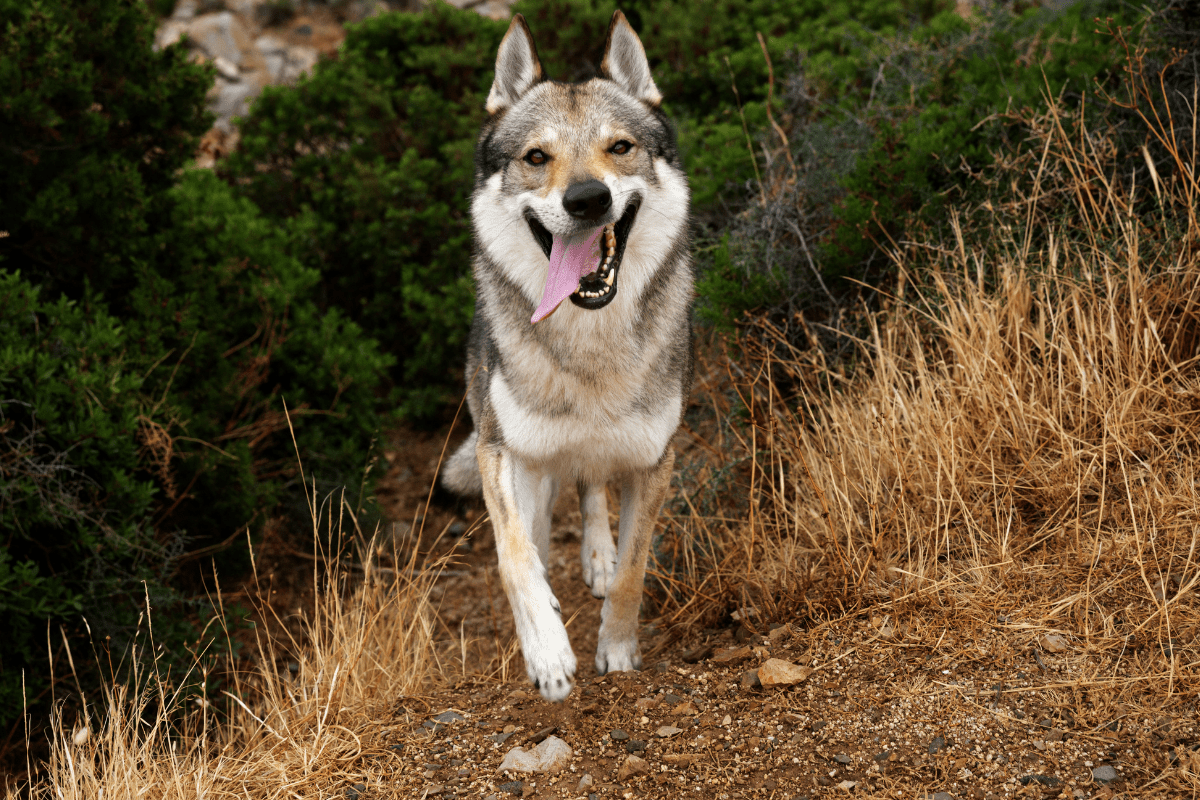 10 Popular Wolf Dog Breeds - Dogs That Look Like Wolves