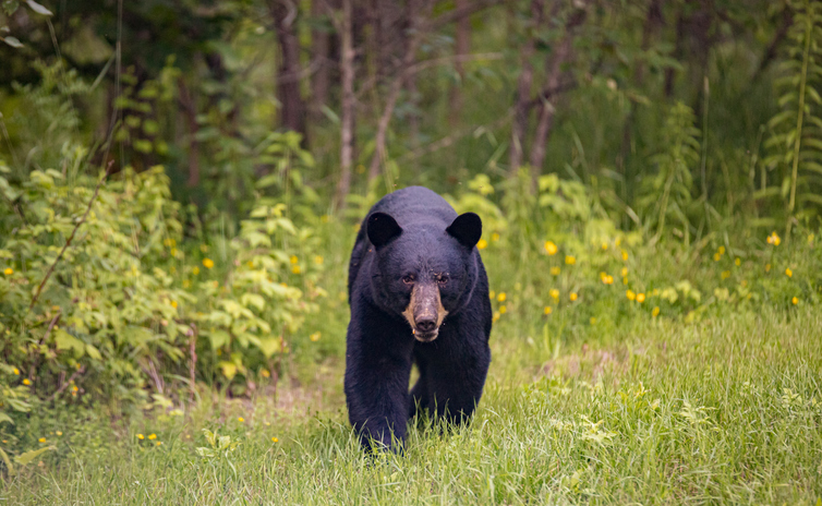 How Fast Can A Black Bear Run? Surprising Swiftness Revealed