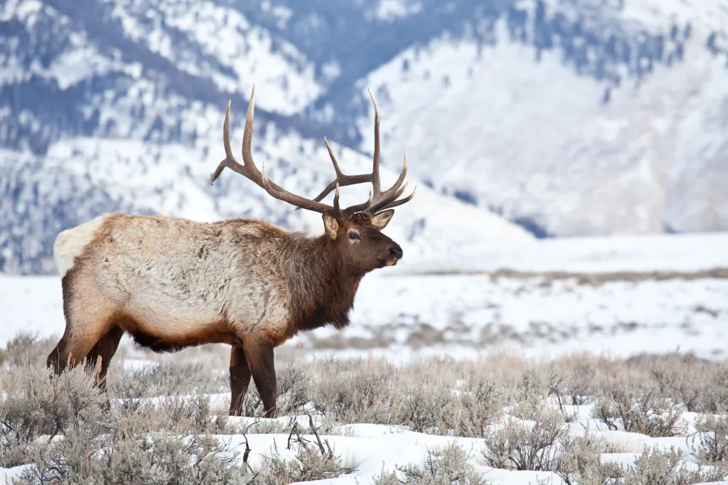 Elk Size Guide: How Big Is an Elk?