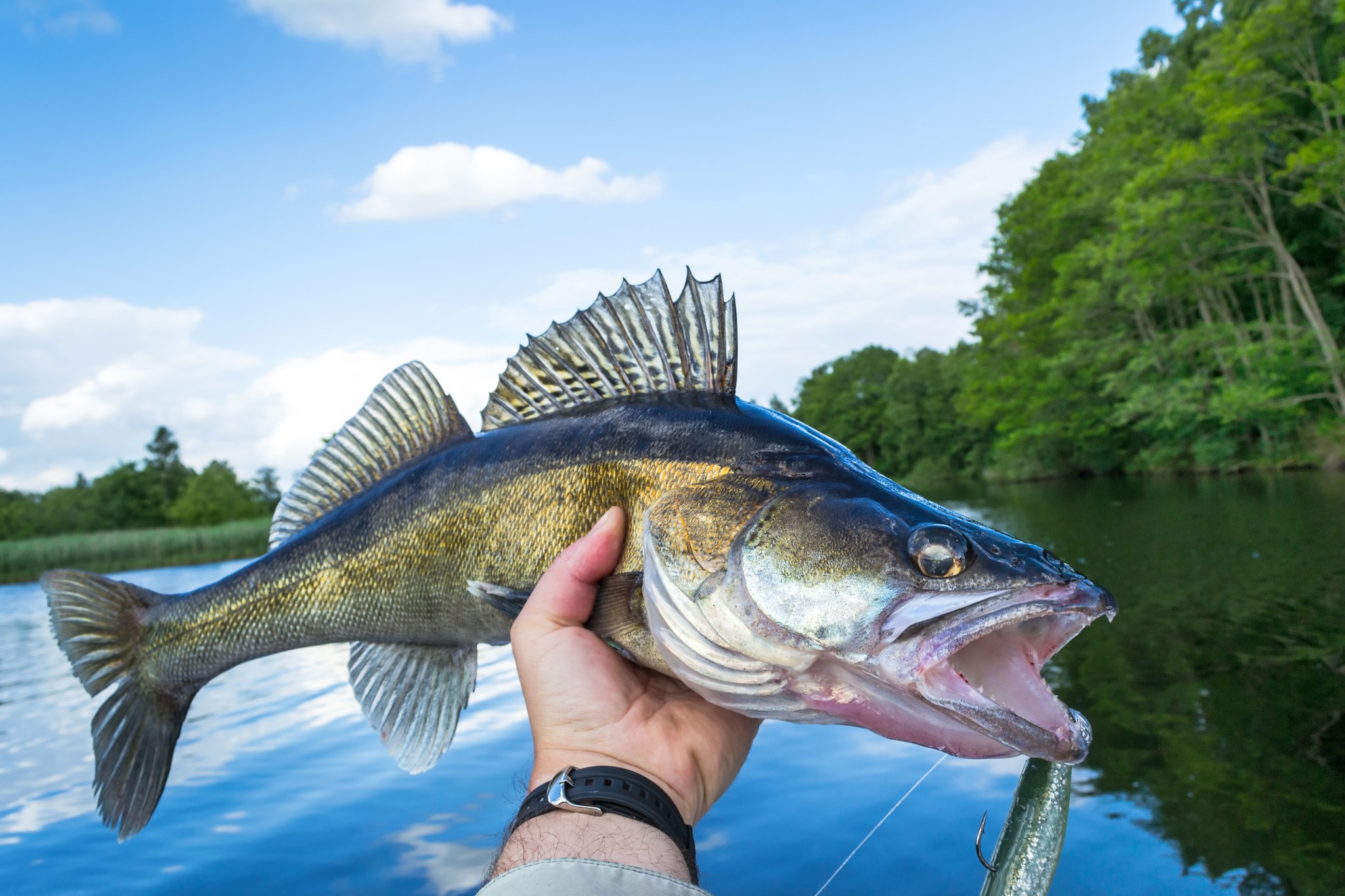 Officials Seize Boat in Lake Erie Walleye Trail Cheating Scandal