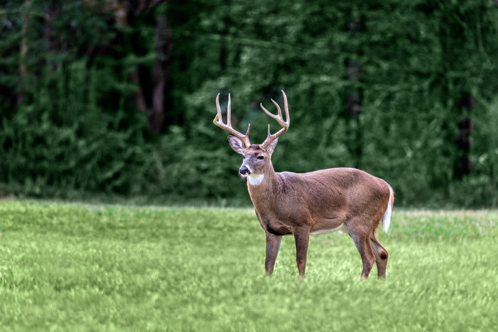 Deer Vitals: How to Identify and Aim for the Right Spot on a Deer