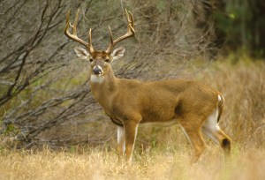 Deer Vitals: How to Identify and Aim for the Right Spot on a Deer