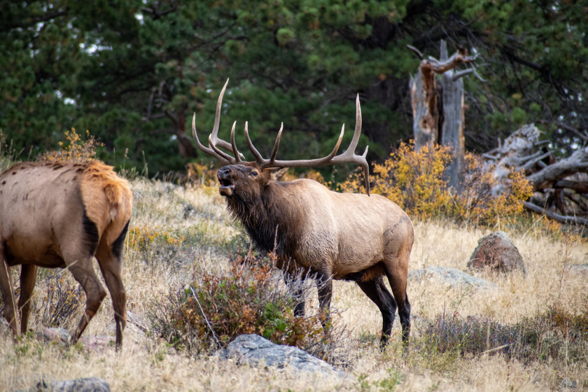 Elk Size Depends on the Region and Subspecies