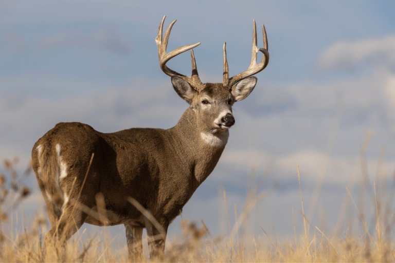 Whitetail Deer Gestation Period: Duration and Importance