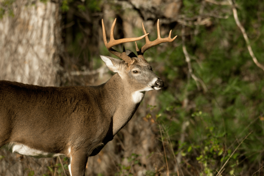 Kentucky Hunting License: Everything to Know About the Permit