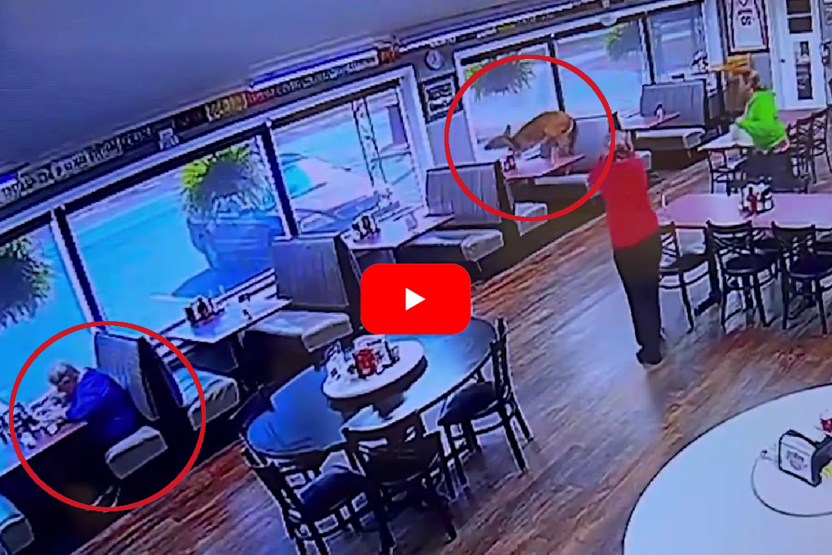 Deer Enters South Carolina Restaurant, Gets Carried Out Alive