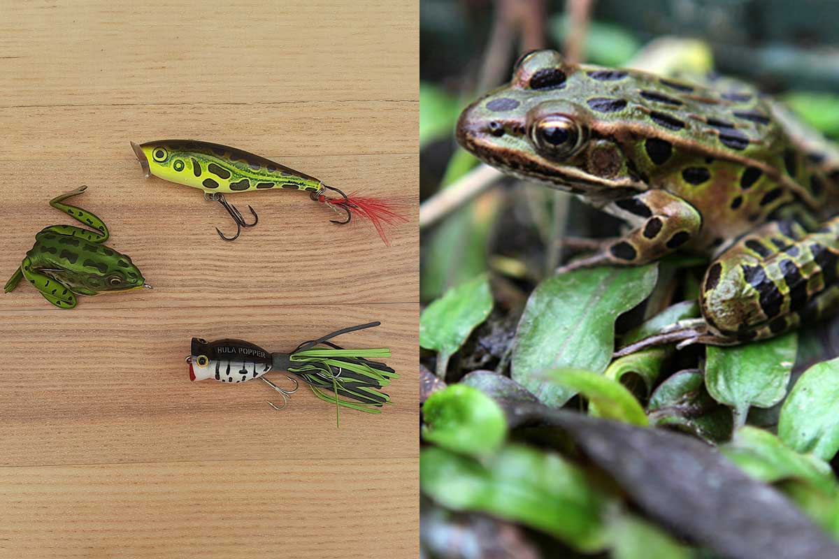 How to Fish Frogs: 5 Different Species and Tactics