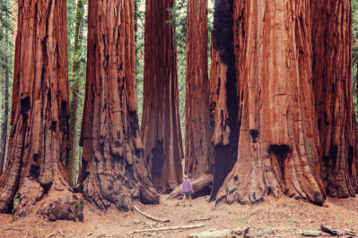 National Parks Take Steps to Save California Sequoias From Fires