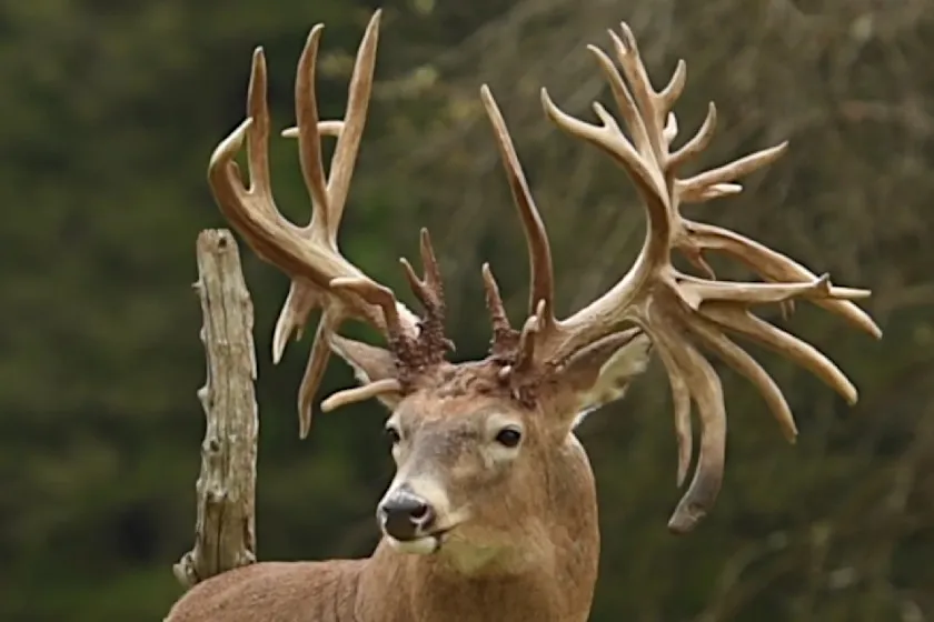 The Luke Brewster Buck, The Story Behind the World Record