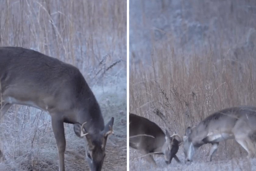 Arizona Mule Deer Battle Ends Up Being a Fight to the Death - Wide Open ...