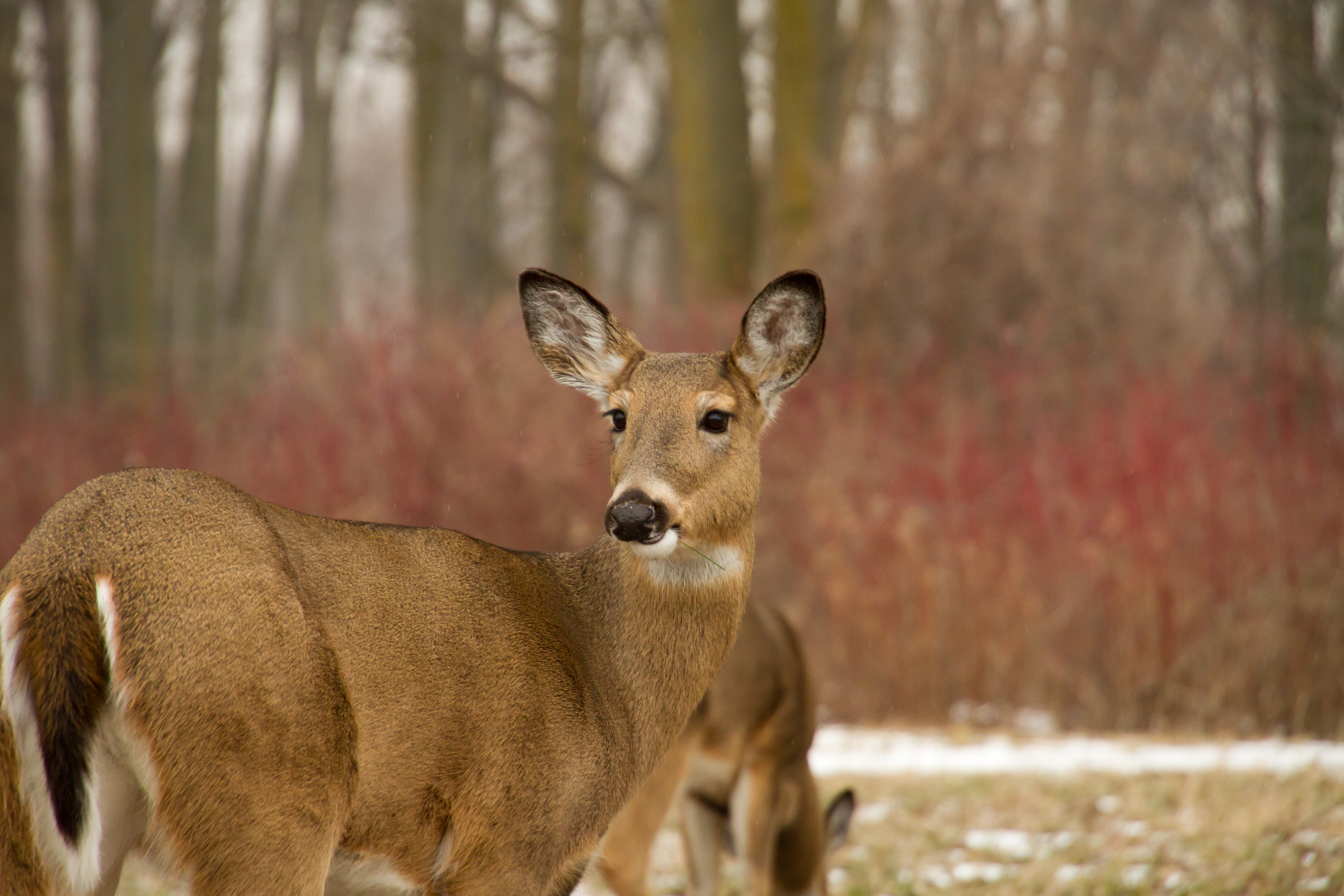 Michigan Muzzleloader Season: Key Dates & Regulation Changes