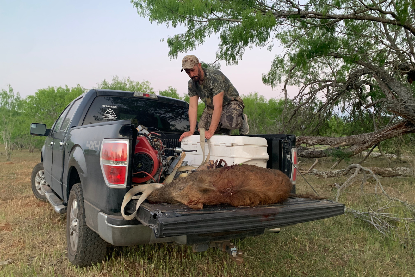 What to Do When a Turkey Hunt Turns Into a Hog Hunt