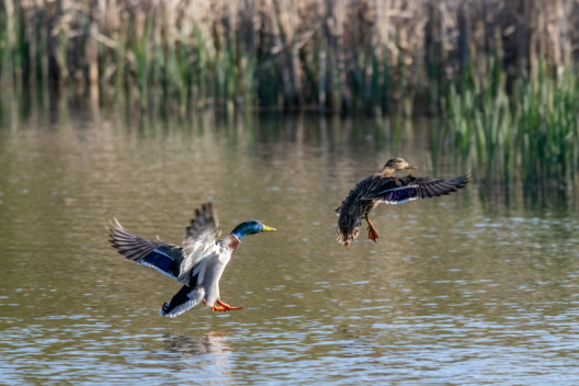 Duck Ages: Oldest Mallard, Teal, and Other Species