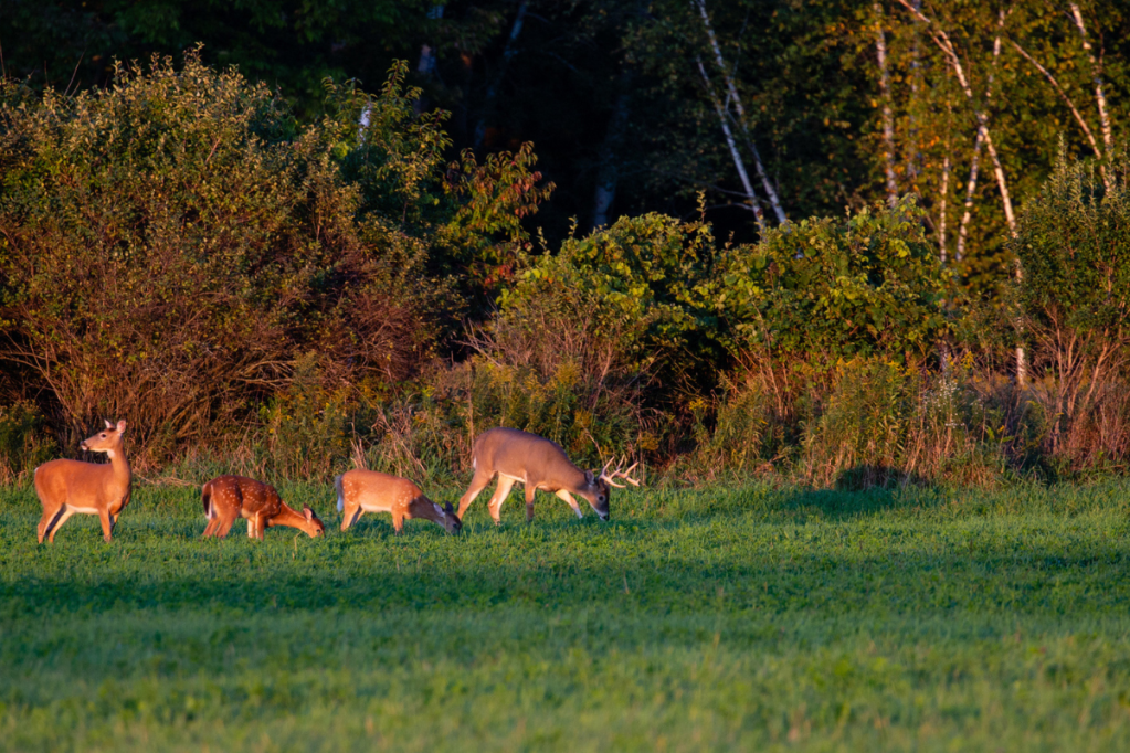 Why I Don't Share Every Hunting Harvest on Social Media - Wide Open Spaces