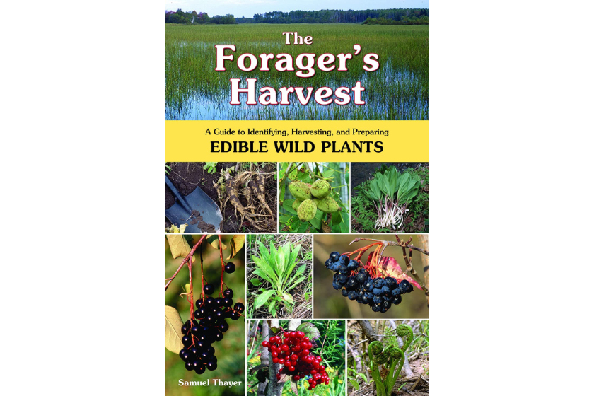 Best Foraging Books: 7 Titles Every Forager Needs To Read