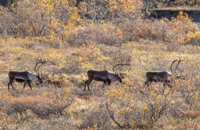 Caribou Hunting 101: When and Where to Do It - Wide Open Spaces