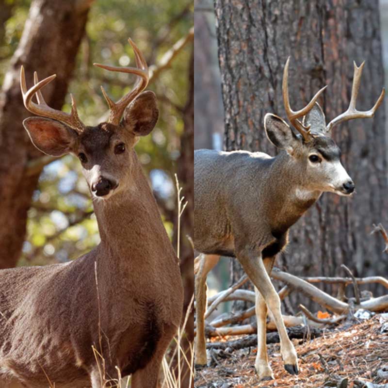 Bowhunting in Southern Arizona: How to Tag a Rutting Buck in the Late ...