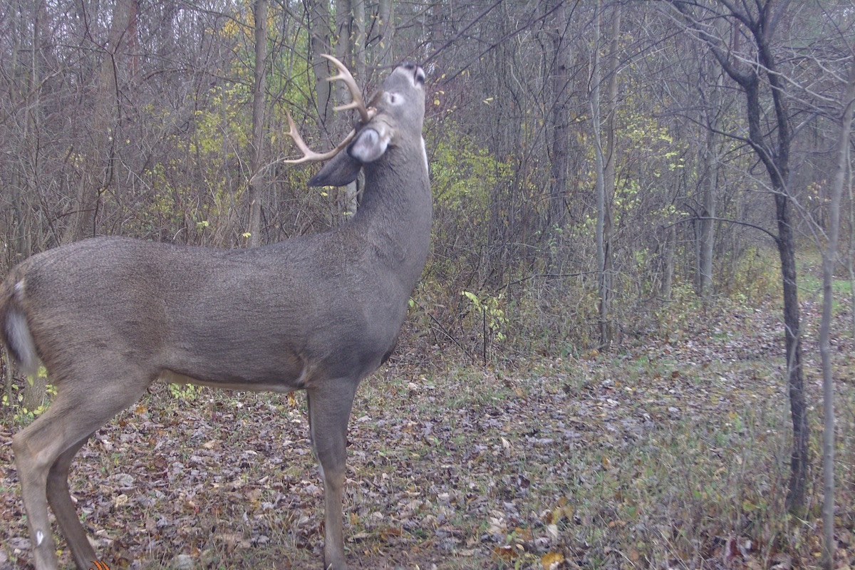 What Deer Can Smell Know Which Scents Are Spooking Deer