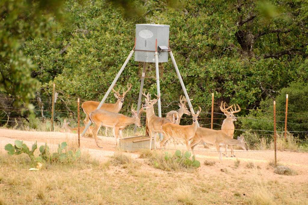 baiting-for-deer-why-many-states-are-banning-the-practice