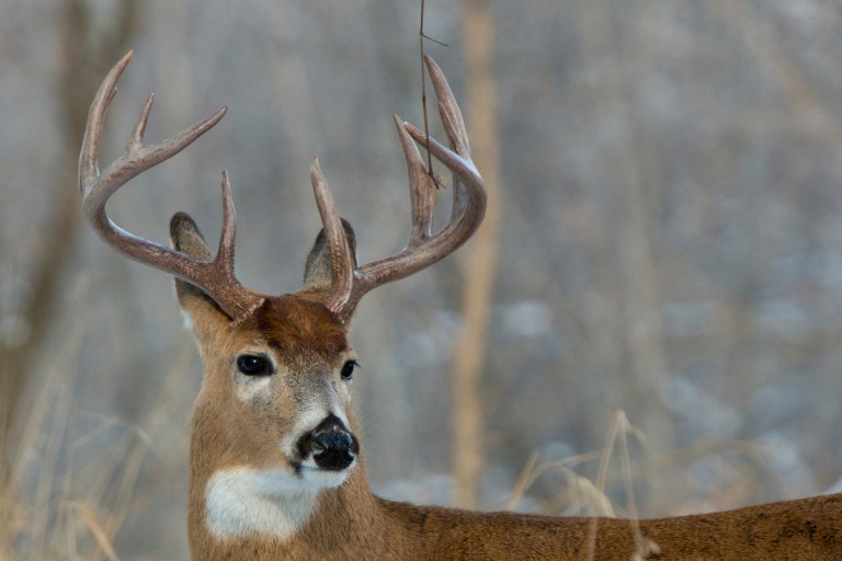 When Deer Season Ends in Texas, All the Dates You Need to Know