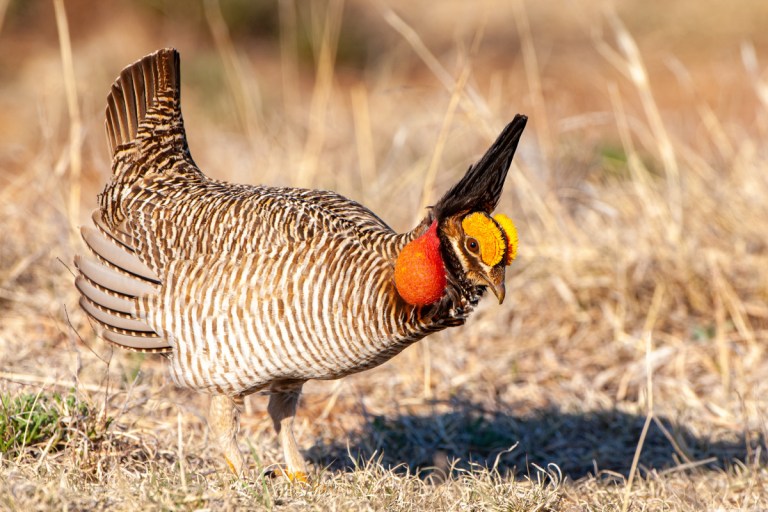 Lesser Prairie-Chickens Added to Endangered Species List Again