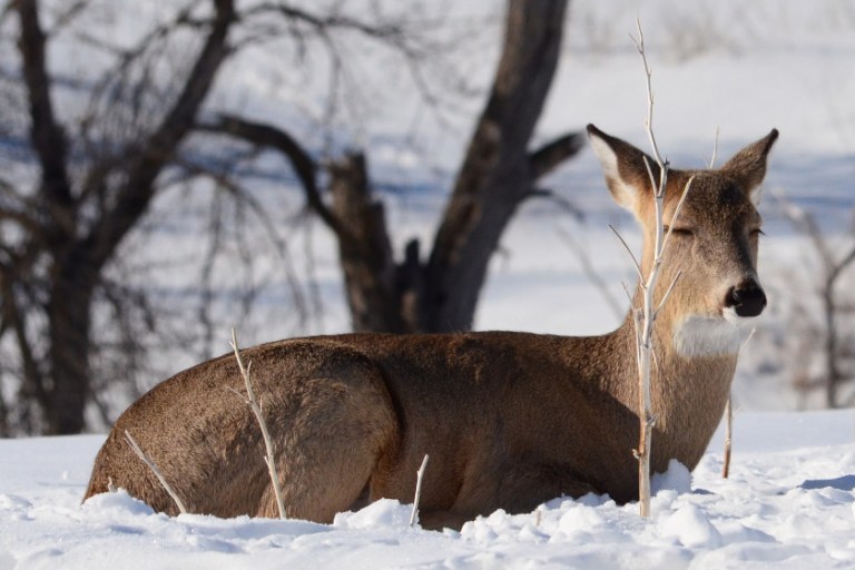 Where Do Deer Sleep? Breaking Down Whitetail Snoozing Habits