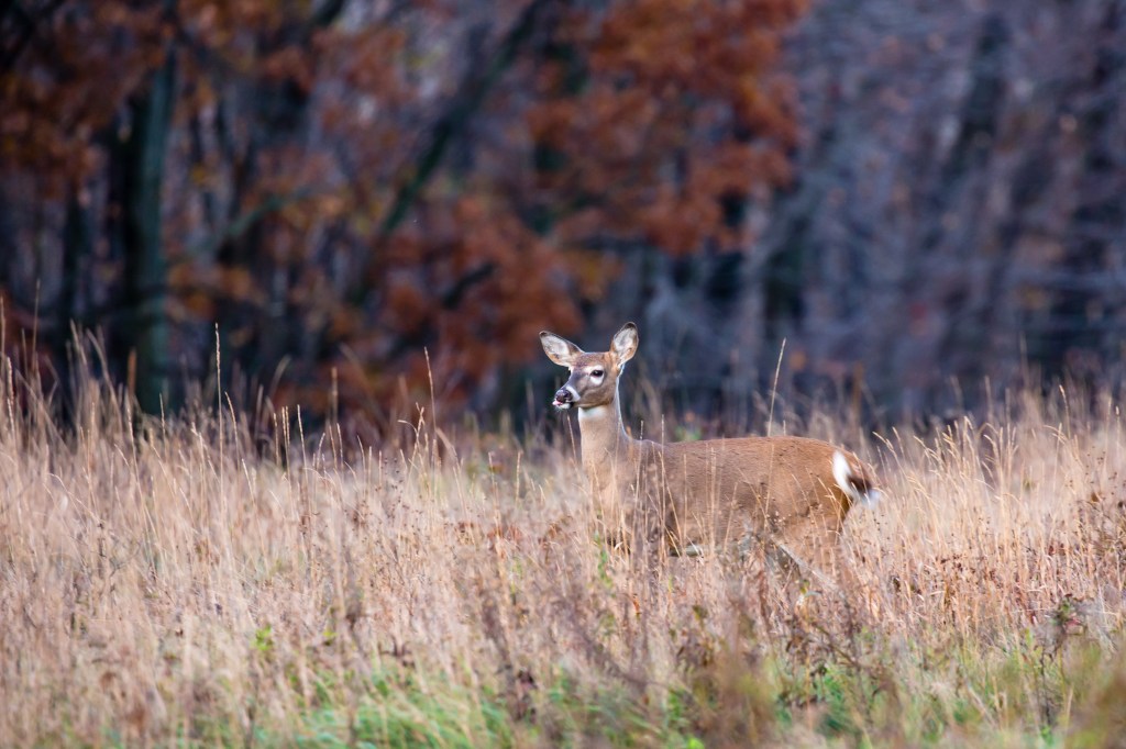 Michigan Late Doe Season Key Dates and Regulations to Know