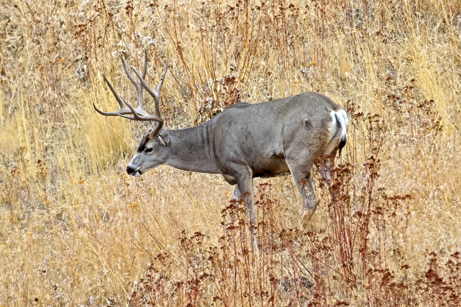 Deer Feeding Times, Figuring Out Whitetail Eating Habits