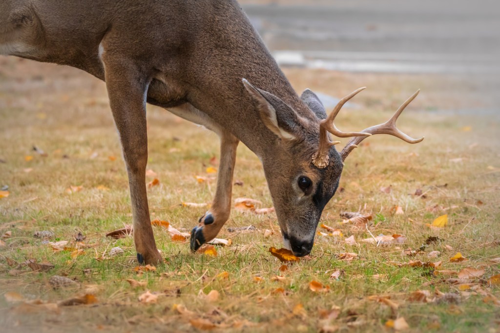 Deer Feeding Times, Figuring Out Whitetail Eating Habits