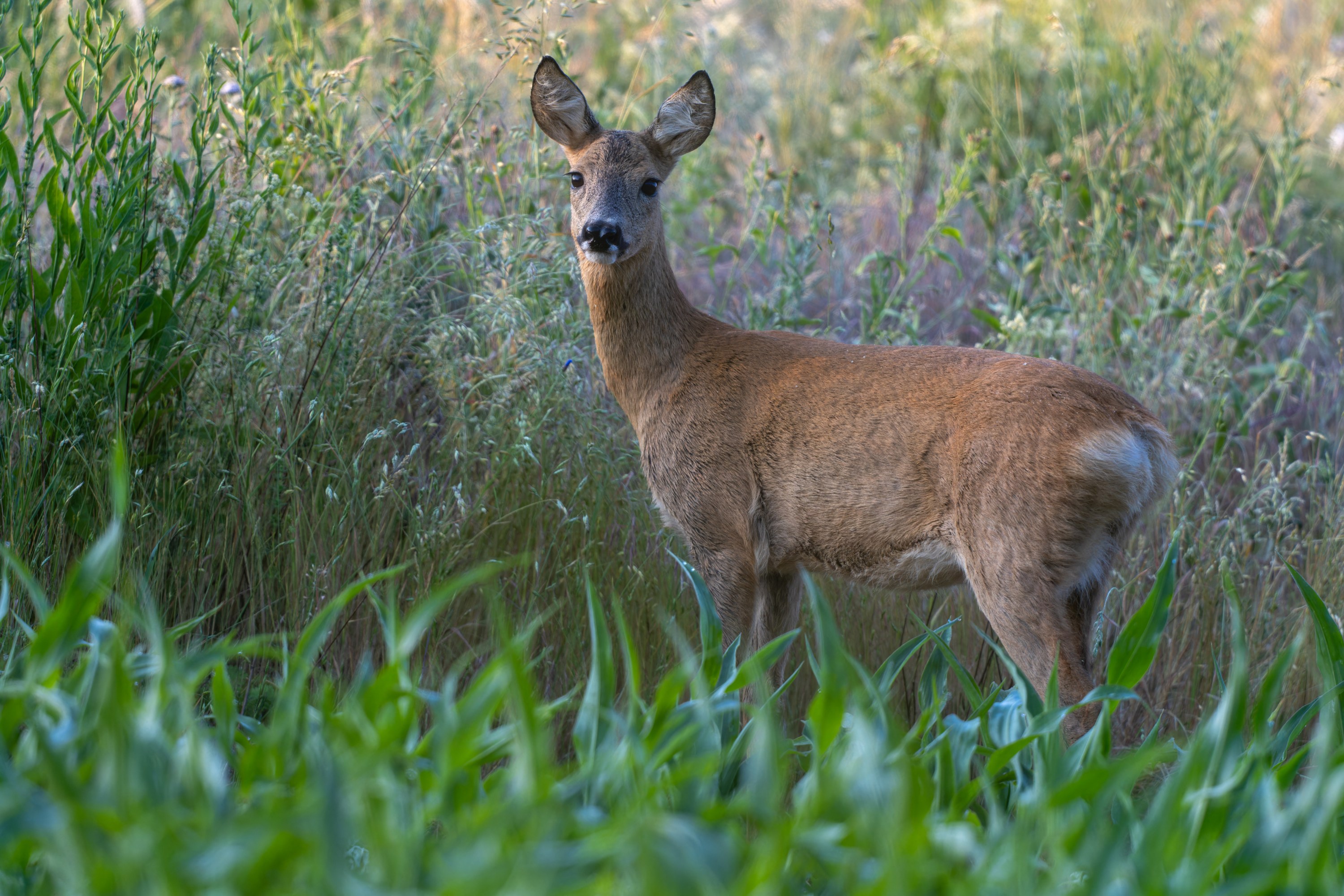 Michigan Late Doe Season Key Dates and Regulations to Know