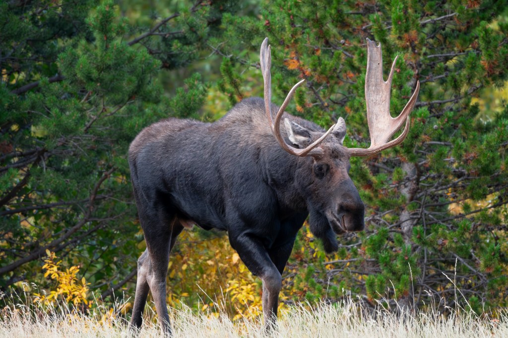 Buck Sheds Antler After Headshake, Is Immediately Thrown Off-balance 