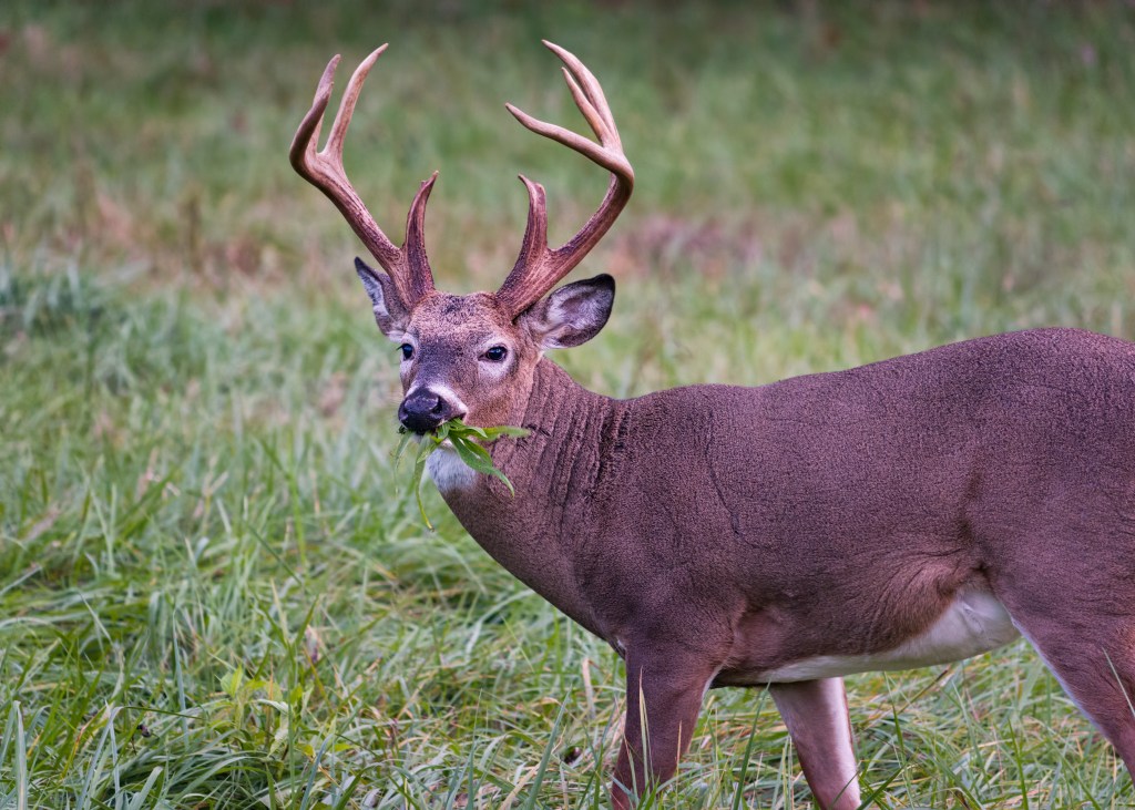 Deer Feeding Times, Figuring Out Whitetail Eating Habits