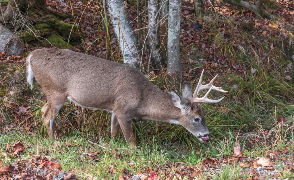 Deer Feeding Times, Figuring Out Whitetail Eating Habits