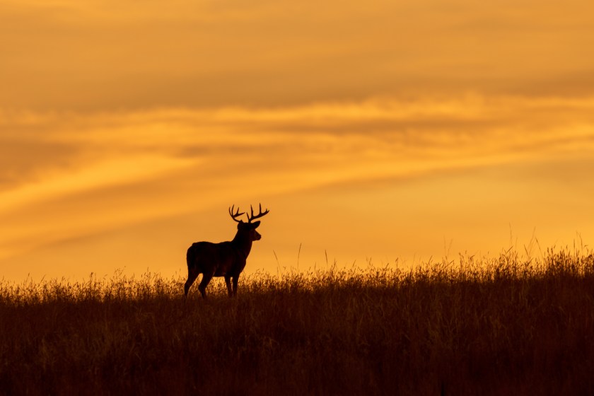 Where Do Deer Sleep? Breaking Down Whitetail Snoozing Habits