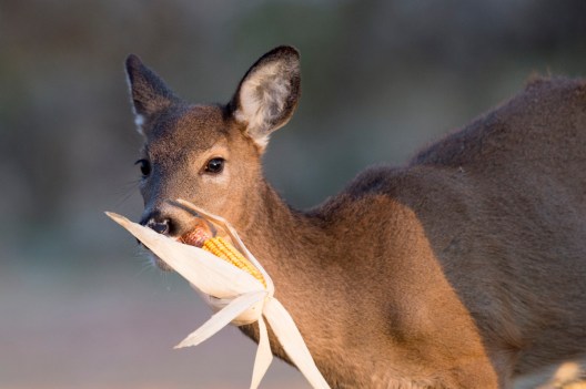 Deer Feeding Times, Figuring Out Whitetail Eating Habits