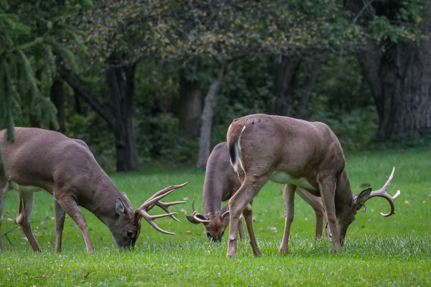 Deer Feeding Times, Figuring Out Whitetail Eating Habits