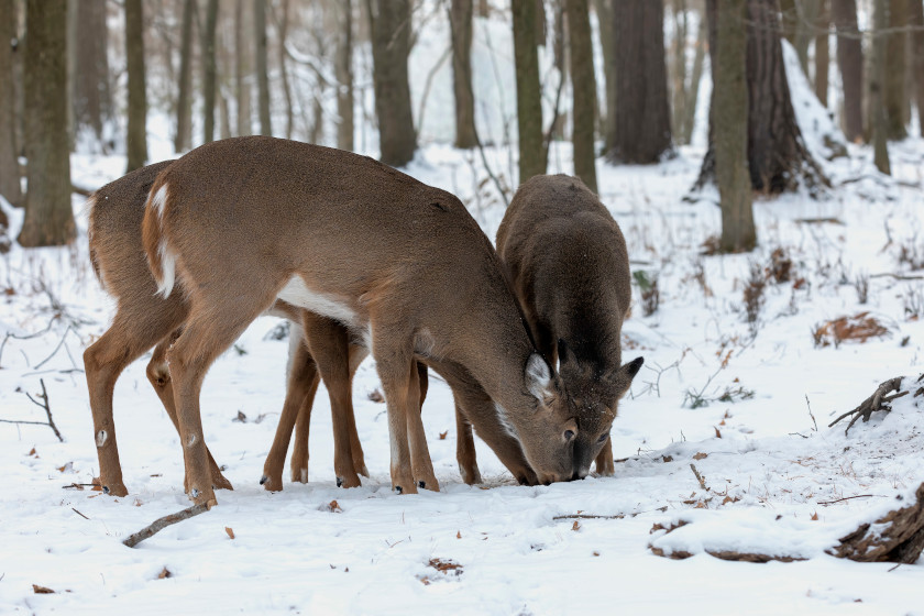 Deer Feeding Times, Figuring Out Whitetail Eating Habits