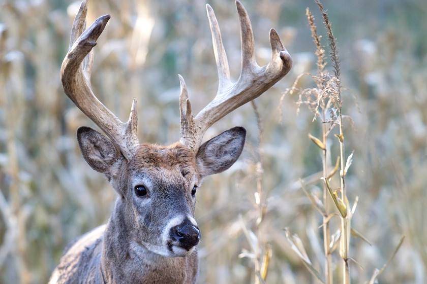 Deer Feeding Times, Figuring Out Whitetail Eating Habits