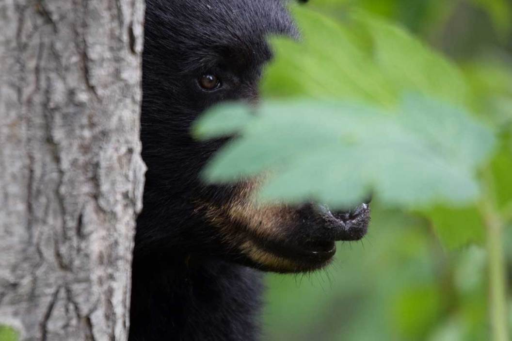 New Jersey Bear Hunting Season Moves Forward After Court Ruling Wide