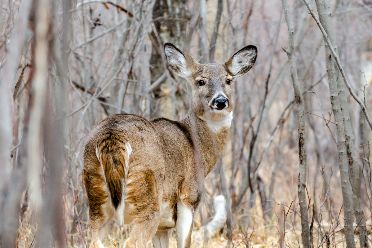 When Deer Season Ends in Texas, All the Dates You Need to Know