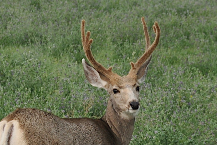 deer-mount-made-of-deer-antlers-antler-hunting-whitetail-hunting