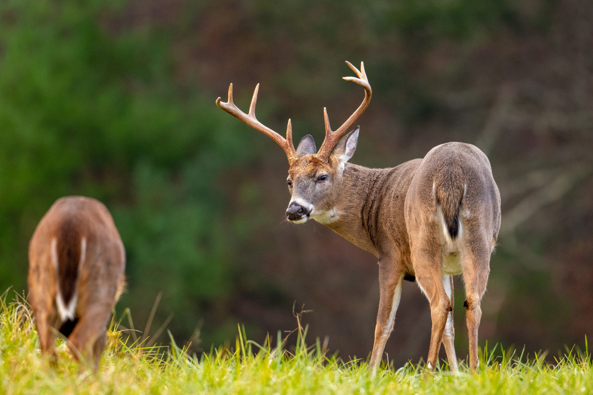 When Deer Season Ends in Key Late Season Dates