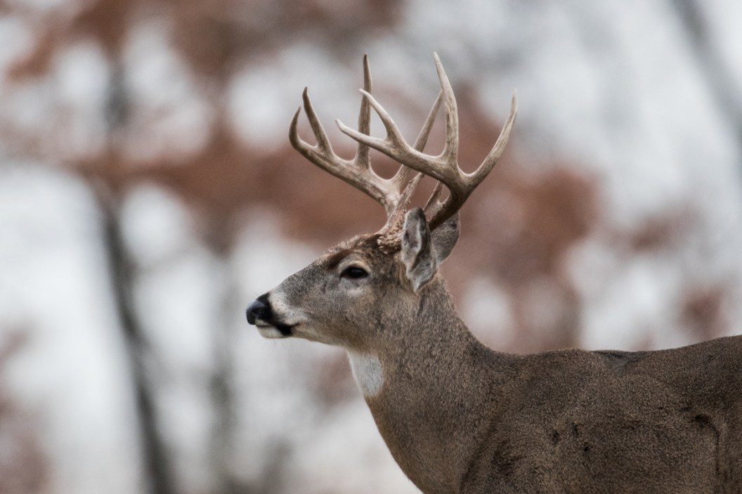 Michigan Muzzleloader Season, Dates and Regulations to Know